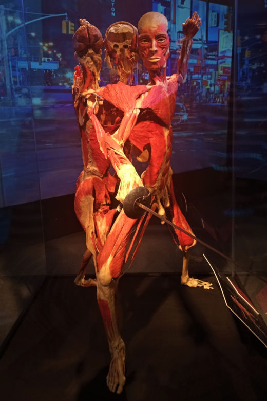 Wystawa Body Worlds w Szczecinie