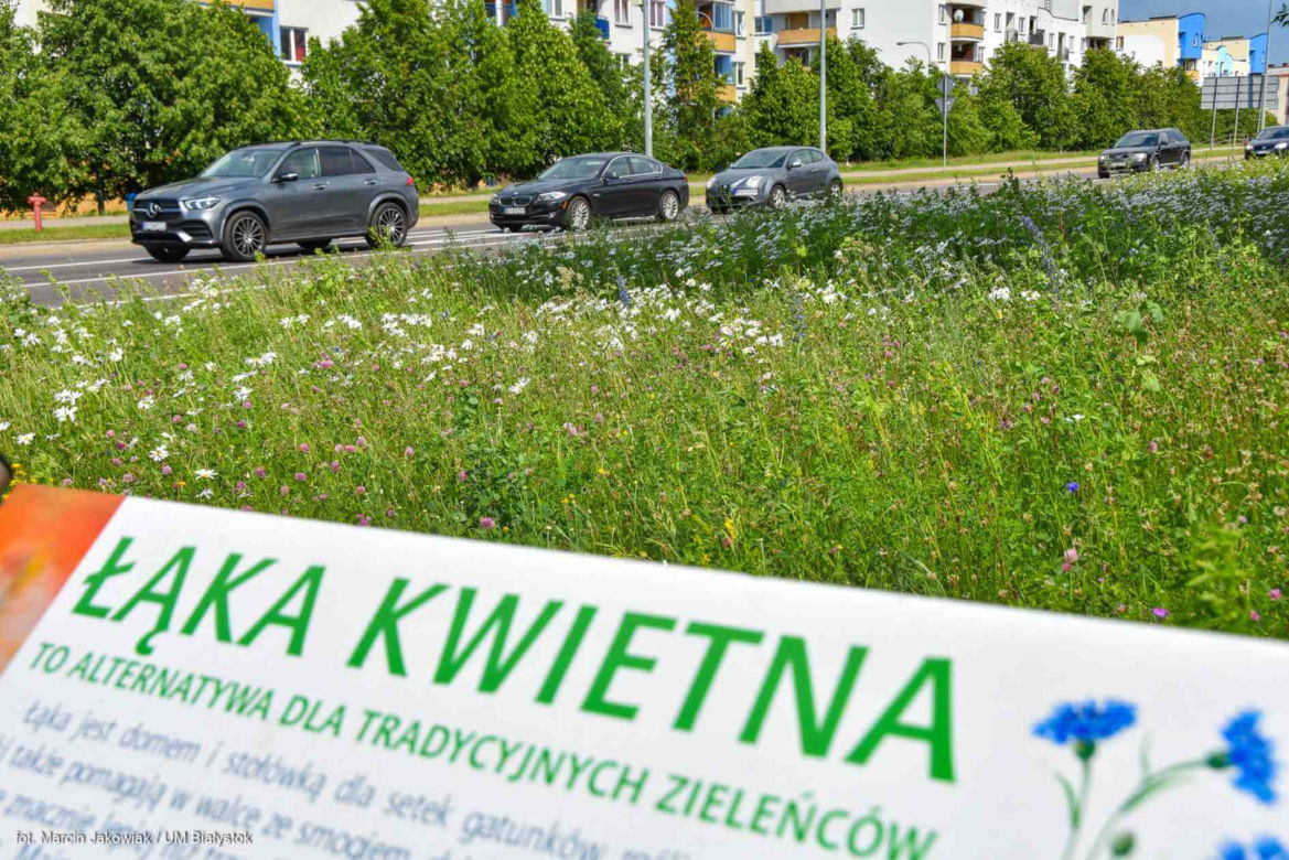 Białystok. Pierwsze łąki już kwitną. W 2020 roku pojawiły się w nowych miejscach
