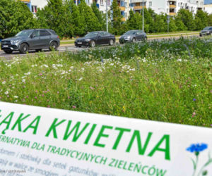 Białystok. Pierwsze łąki już kwitną. W 2020 roku pojawiły się w nowych miejscach