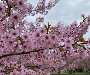 Pogoda na weekend w Katowicach 3-5 kwietnia. Termometry pokażą nawet 19 stopni