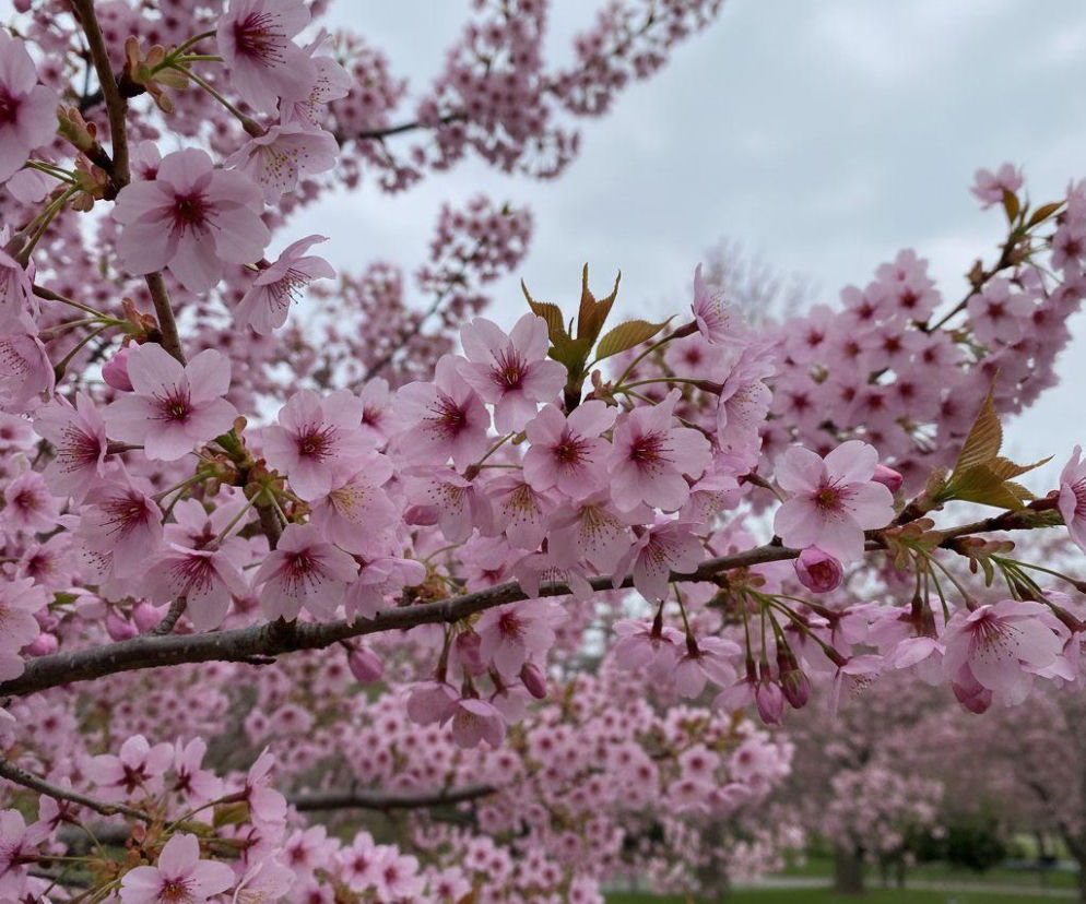 Pogoda na weekend w Katowicach 3-5 kwietnia. Termometry pokażą nawet 19 stopni