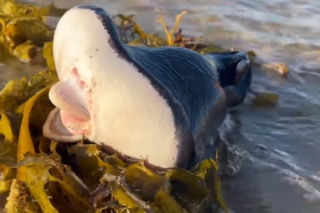 Dziwne znalezisko na plaży. Morskie stworzenie przypomina człowieka! [WIDEO]