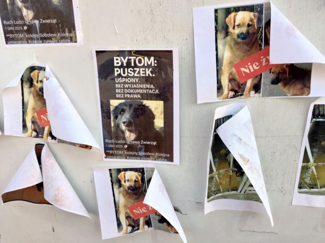 Zamieszanie w schronisku dla zwierząt w Bytomiu