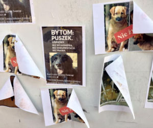 Zamieszanie w schronisku dla zwierząt w Bytomiu