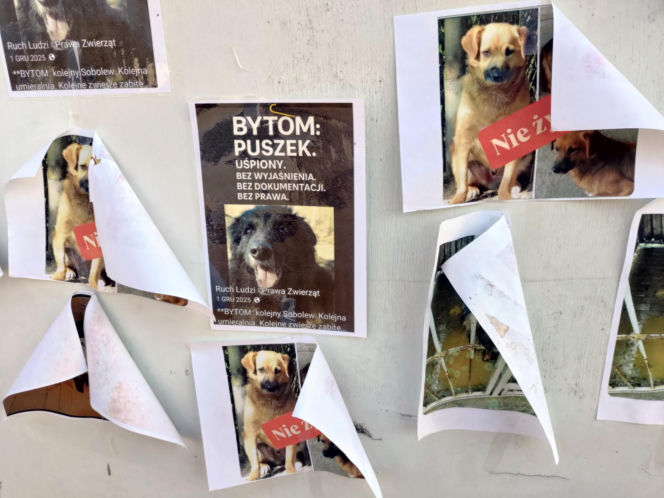 Zamieszanie w schronisku dla zwierząt w Bytomiu