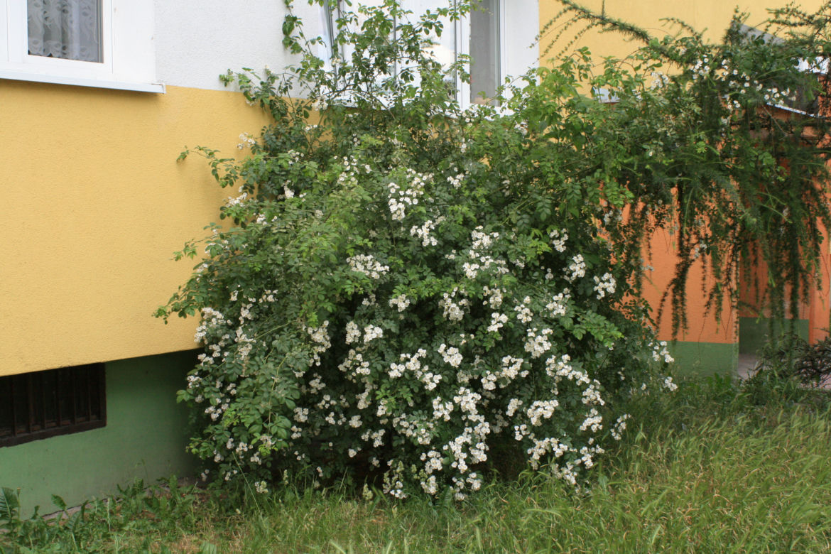 Róża wielokwiatowa