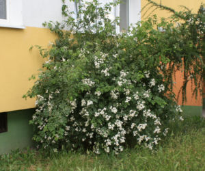 Róża wielokwiatowa