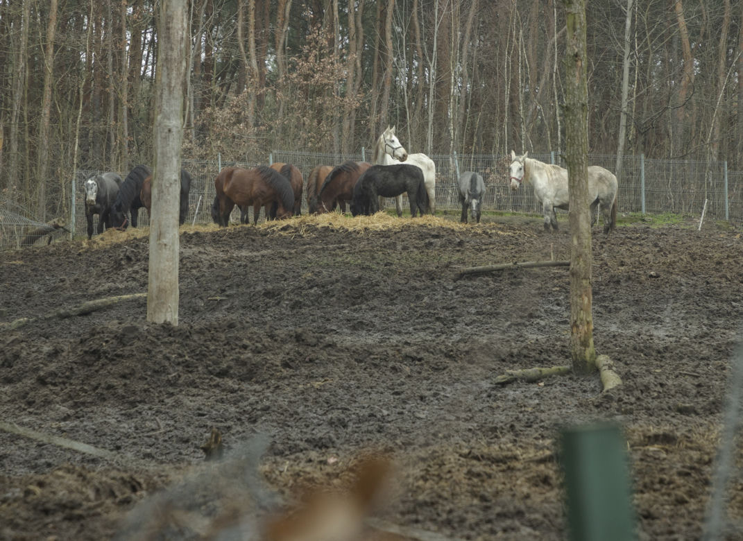  Spłonęła stadnina koni Huculski Raj na warszawskiej Białołęce. Ruszyła zbiórka na pomoc!