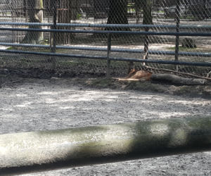 Młoda sitatunga