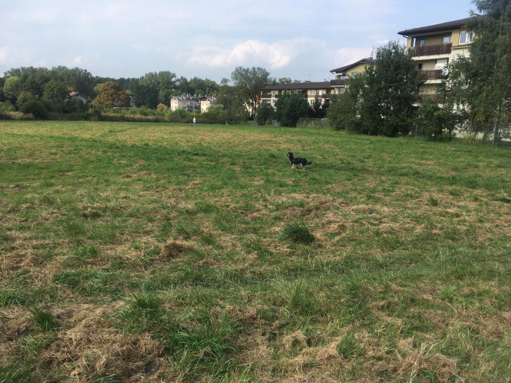 Łąki przy Kobierzyńskiej w Krakowie