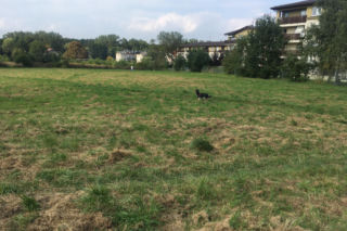 Łąki przy Kobierzyńskiej w Krakowie