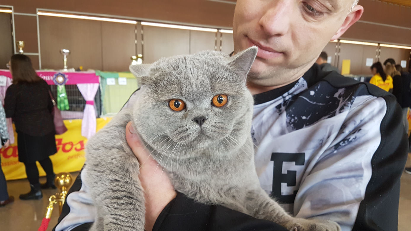 Koty w Toruniu