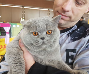 Koty w Toruniu
