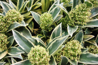Skimia japońska 'Magic Marlot' - Skimmia japonica 'Magic Marlot'