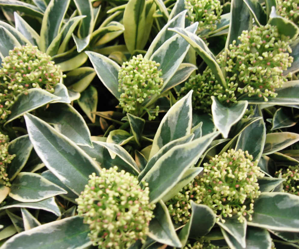 Skimia japońska 'Magic Marlot'