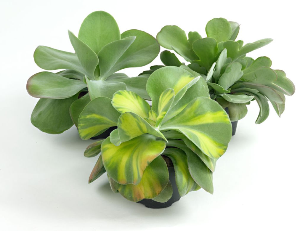 Kalanchoe wiechowate