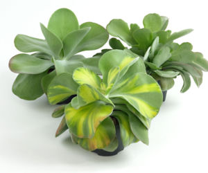 Kalanchoe wiechowate