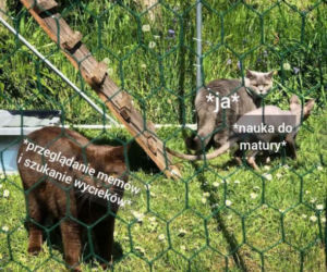 Memy matura 2020