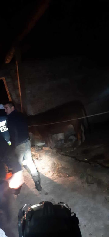 Goślice. Krowa na gigancie! Stwarzała zagrożenie na drodze i nie chciała wrócić!