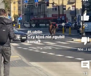 Wakara galopowała przez centrum Lublina! Ludzie byli w szoku