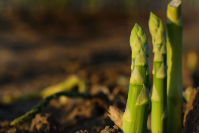Uprawa szparagów