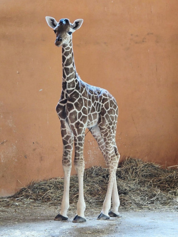 Nowy mieszkaniec Śląskiego ZOO czeka na imię. Jak będzie się nazywać mała żyrafa? Głosowanie już trwa