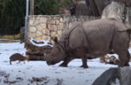 Mandżuk chiński i nosorożec indyjski starły się w Zoo Wrocław! Ponad zwierzętami jest 1,6 tony różnicy [ZDJĘCIA]