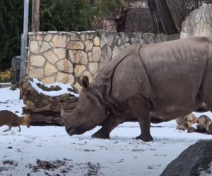 Mandżuk chiński i nosorożec indyjski starły się w Zoo Wrocław! Ponad zwierzętami jest 1,6 tony różnicy [ZDJĘCIA]