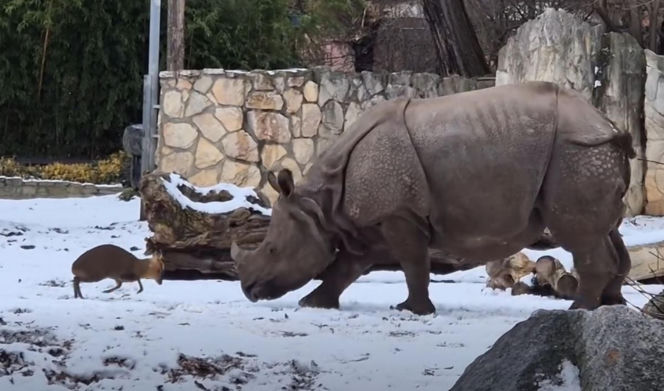 Mandżuk chiński i nosorożec indyjski starły się w Zoo Wrocław! Ponad zwierzętami jest 1,6 tony różnicy [ZDJĘCIA]