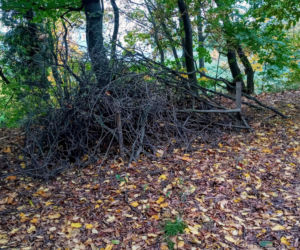 Stosy biocenotyczne w szczecińskich parkach