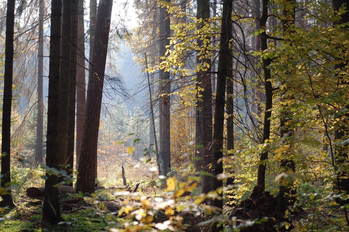 Puszcza Kampinoska