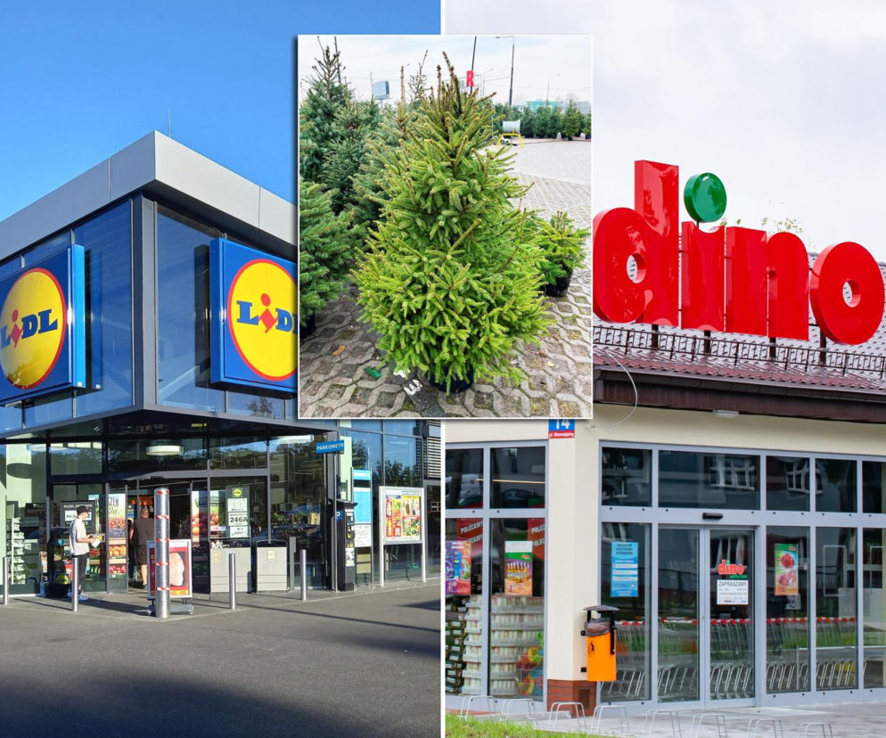 Kolaż zdjęć prezentujący wejścia do sklepów Lidl i Dino oraz choinki w donicach. Obraz nawiązuje do ofert świątecznych i cen choinek w supermarketach, o których można przeczytać na Super Biznes.