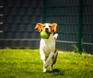 Beagle