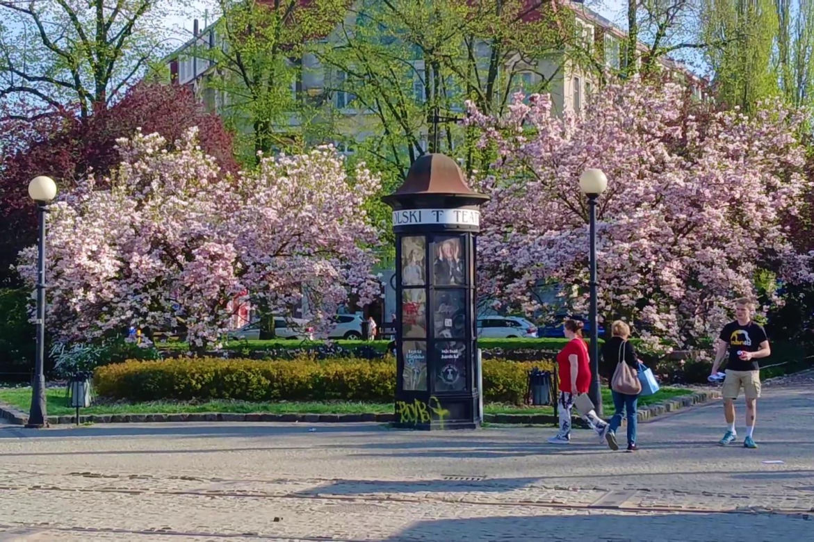 Magnolie w Szczecinie