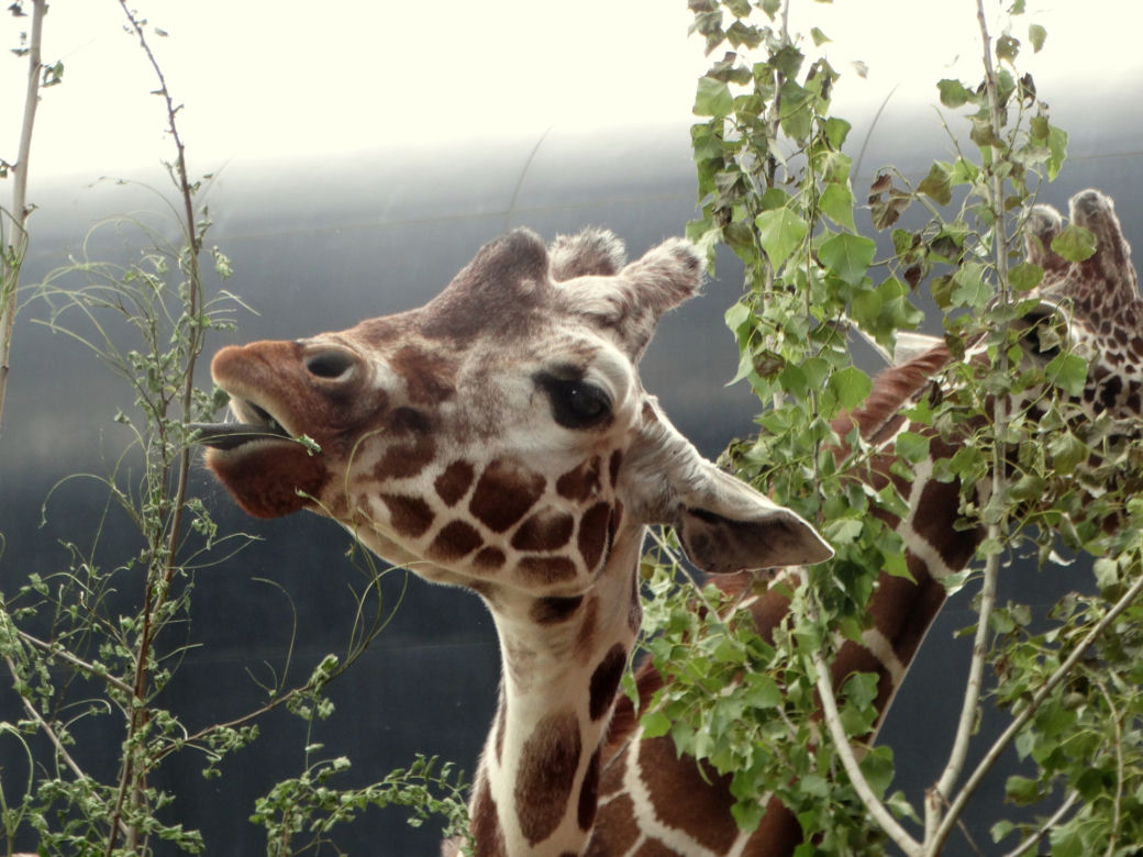 Zoo Wrocław: Żyrafy siatkowane