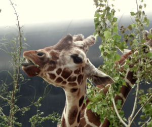 Zoo Wrocław: Żyrafy siatkowane