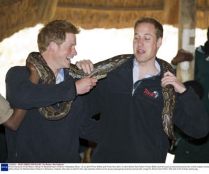 William i Harry bawią się wężem 