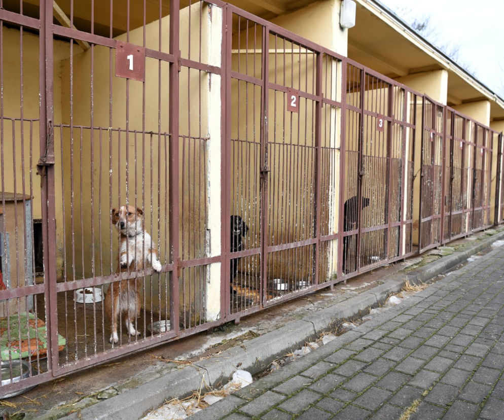 Tak obecnie wygląda schronisko dla zwierząt w Poznaniu