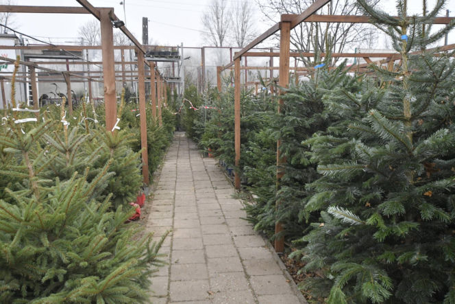 Sprzedaż choinek