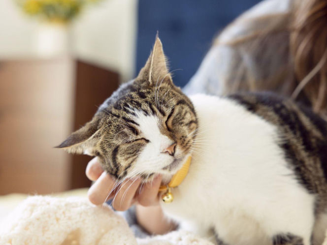 Kot, który się przytula