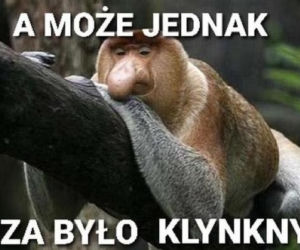 Najlepsze memy po meczu Polska - Anglia! 