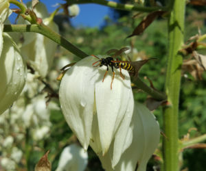 Są kolorowe, pachnące i... smaczne! Ogród Botaniczny zaprasza na jadalne kwiaty