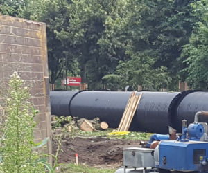 Czy była zgoda na wycięcie tego drzewa?       