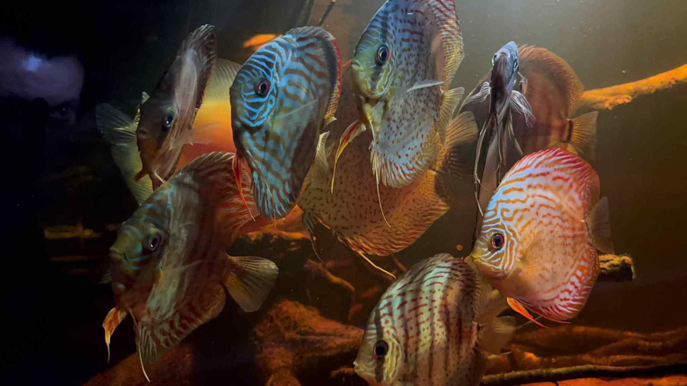 Rozmawiamy z Tomaszem Wiśniewskim, założycielem Aqua Dreams Bydgoszcz
