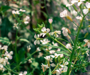 Mirt zwyczajny 'Microphylla'