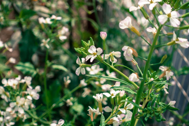 Mirt zwyczajny 'Microphylla'
