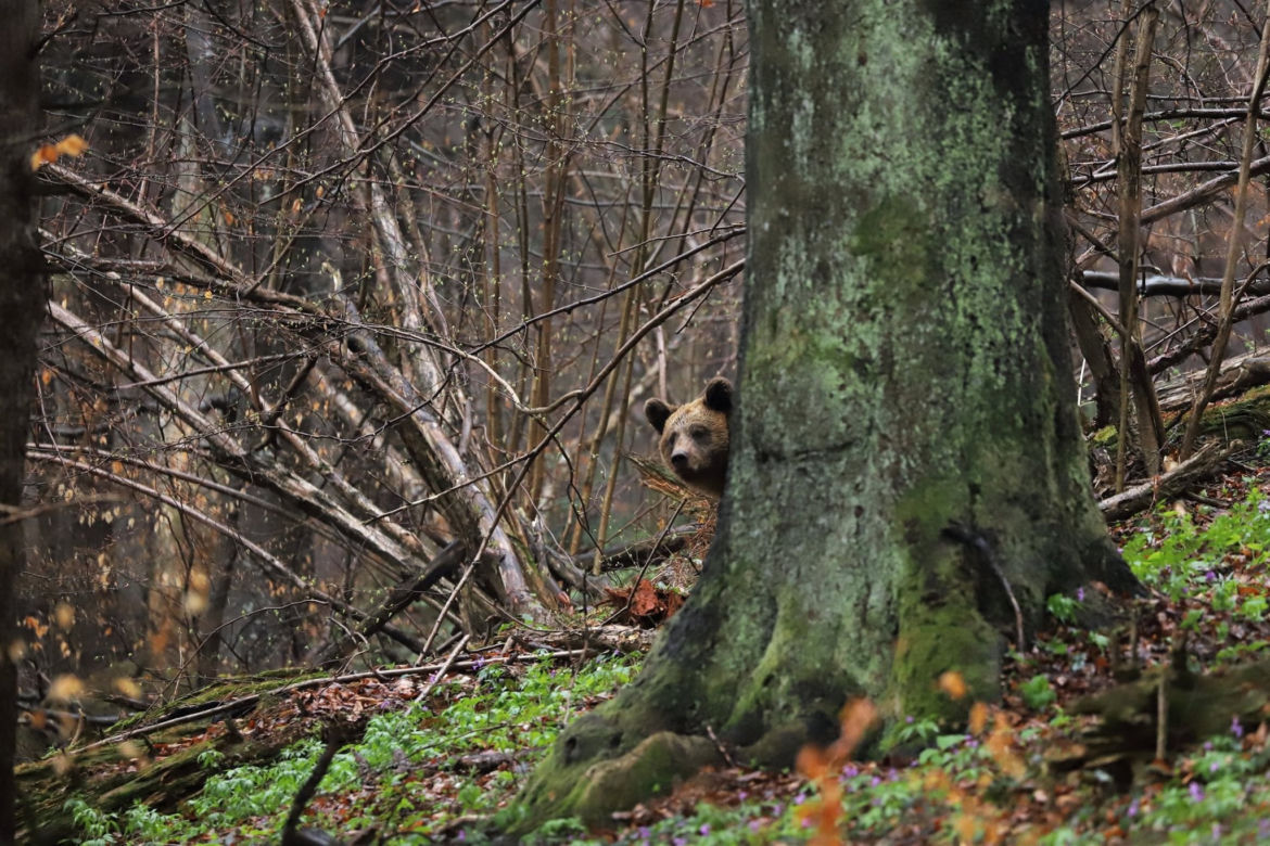 Bieszczady Niedźwiedzie szukają pożywienia we wsi [GALERIA]