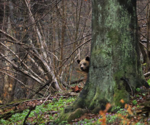 Bieszczady Niedźwiedzie szukają pożywienia we wsi [GALERIA]
