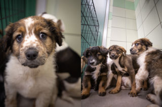 Podkarpackie. Szczeniaki miały zamarznąć, są do adopcji [WIDEO, GALERIA] 