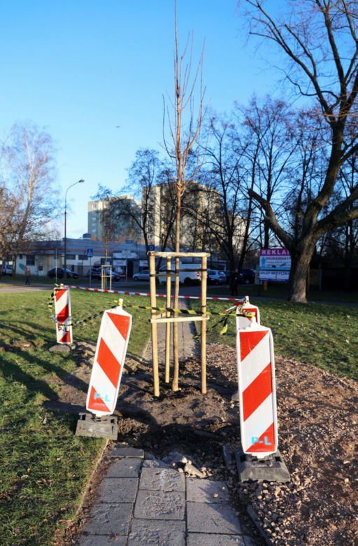Posadzili drzewo na środku chodnika